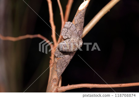 Spawning of the giant geometrie moth, moth, insect, gray, thick 118708874