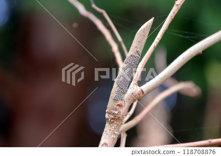 Spawning of the giant geometrie moth, moth, insect, gray, thick 118708876