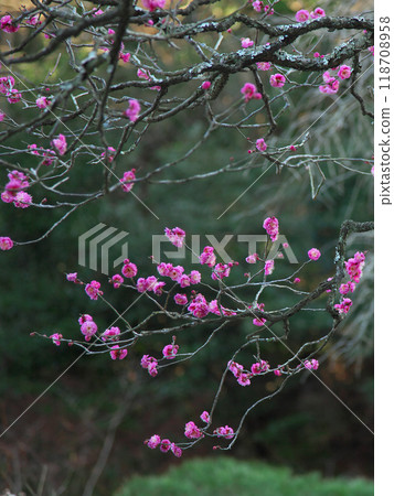 新春鎌倉紅梅盛開，自然風光 118708958