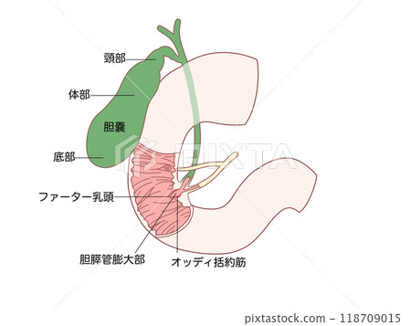 Anatomy and Physiology of the Digestive System: Sphincter of Oddi (with text) 118709015