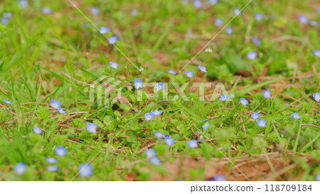 Forget-Me-Not Flower Or Myosotis Or Scorpion Grasses Blooming. Inflorescence Of Forget-Me-Not. Forget-Me-Not Flower Or Myosotis Or Scorpion Grasses Blooming. Inflorescence Of Forget-Me-Not. 118709184