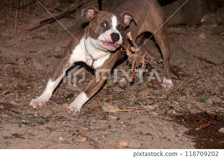 Pit BullFamily DogPetPet Dog 118709202