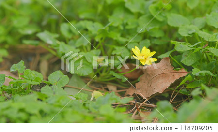 Glade Of Yellow Flowers With Green Leaves. Ranunculus Ficaria Or Ficaria Verna. 118709205