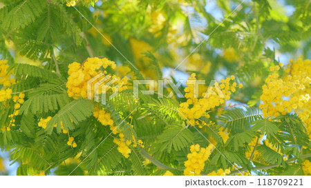 Yellow Mimosa In Sunlight. Yellow Gold Flowering Mimosa Tree. Acacia Dealbata In Bloom. Close up. 118709221