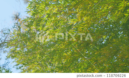 Bamboo Treetop Against Blue Sky. Bamboo Leaves And The Blue Sky. Blue Sky And Bamboo Forest. Still. Bamboo Treetop Against Blue Sky. Bamboo Leaves And The Blue Sky. Blue Sky And Bamboo Forest. Still. 118709226