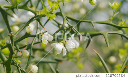 Trifoliate Orange. Citrus Tree. Citrus Flower Chafer. Japanese Bitter Orange. Close up. Trifoliate Orange. Citrus Tree. Citrus Flower Chafer. Japanese Bitter Orange. Close up. 118709384