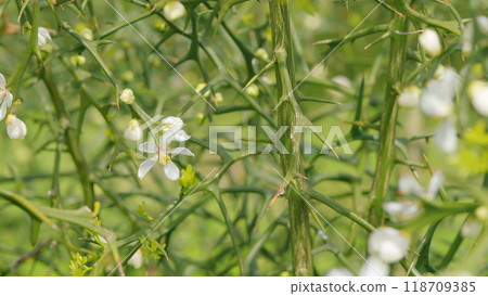 Hardy Orange Or Chinese Bitter Orange. Citrus Trifoliata Or Poncirus Trifoliata. Close up. 118709385