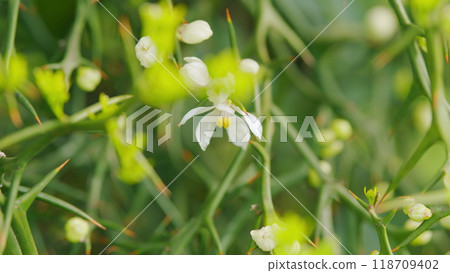 Trifoliate Orange In Botanical Garden. Flowers On Poncirus Trifoliata. Close up. 118709402