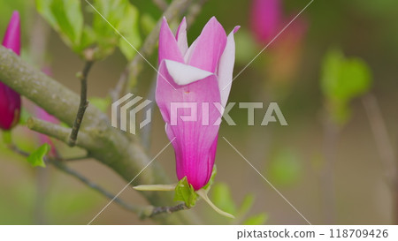 Branch Of A Blooming Pink Magnolia Tree In The Garden. Magnolia Shrub In Spring Garden. Close up. 118709426