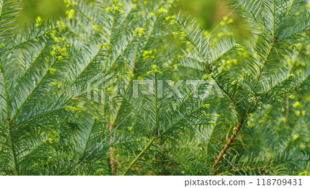 Green Branches Of Yew Tree. Taxus Baccata Or Common Yew With Flat Dark Green Leaves On Stems Bearing Seed Cones In Early Spring. Close up. Green Branches Of Yew Tree. Taxus Baccata Or Common Yew With Flat Dark Green Leaves On Stems Bearing Seed Cones In Early Spring. Close up. 118709431