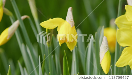 Daffodil - Narcissus Pseudonarcissus. Yellow Narcissus Flowers In A Garden. Flowers Of Springtime. Daffodil - Narcissus Pseudonarcissus. Yellow Narcissus Flowers In A Garden. Flowers Of Springtime. 118709437