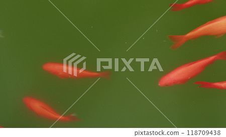 Fish Swimming In Pond. Colorful Carp Swimming In Dark Water. Goldfish Swim In Pond. Beautiful Different Fish. Fish Swimming In Pond. Colorful Carp Swimming In Dark Water. Goldfish Swim In Pond. Beautiful Different Fish. 118709438