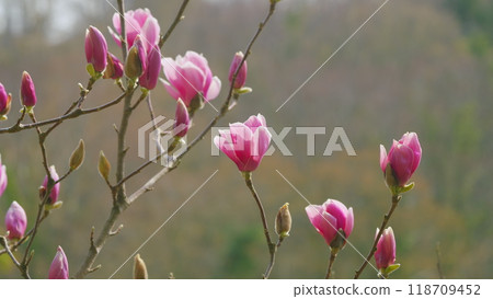 Beautiful Big Pink Flower. Pink Magnolia Flowers. Pink Magnolia Flowers. Close up. 118709452