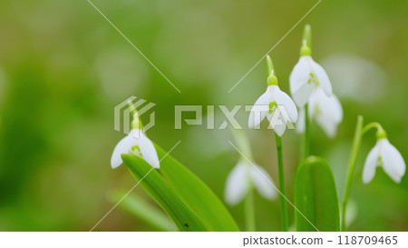 White Flowers Of Galanthus Nivalis In Early Spring. January And February In A Woodland Wildflower Setting. 118709465