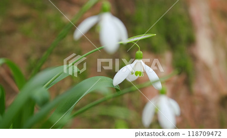 Early Spring. Snowdrop Growing Among Foliage In A Early Springtime Forest. Galanthus Nivalis Snowdrop Or Common Snowdrop. Early Spring. Snowdrop Growing Among Foliage In A Early Springtime Forest. Galanthus Nivalis Snowdrop Or Common Snowdrop. 118709472