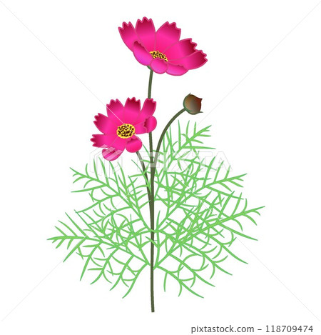 紅色波斯菊花插畫 紅色波斯菊花插畫 118709474