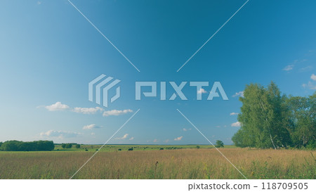 Peaceful And Sunny Landscape Of Flat Land With A Blue Sky. Cows On A Green Field And Blue Sky. Peaceful And Sunny Landscape Of Flat Land With A Blue Sky. Cows On A Green Field And Blue Sky. 118709505