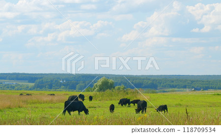 Black Angus Cattle Cows Grazing On Farmland. Cows Grazing On A Green Summer Meadow. Black Angus Cattle Cows Grazing On Farmland. Cows Grazing On A Green Summer Meadow. 118709534