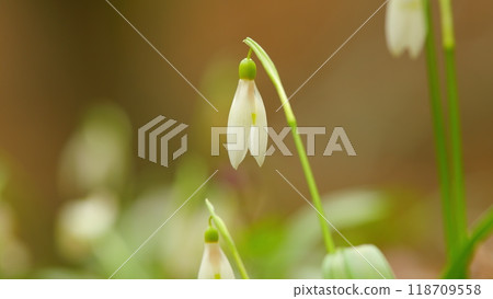 Early Spring. Snowdrop Growing Among Foliage In A Early Springtime Forest. Galanthus Nivalis Snowdrop Or Common Snowdrop. Early Spring. Snowdrop Growing Among Foliage In A Early Springtime Forest. Galanthus Nivalis Snowdrop Or Common Snowdrop. 118709558