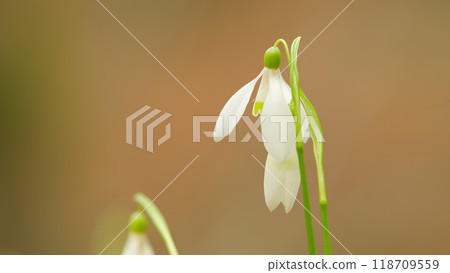 Galanthus Flowers Snowdrops In Garden With Sunlight. Snowdrops Bloom Outdoors In Spring For March 8 Holiday. Galanthus Flowers Snowdrops In Garden With Sunlight. Snowdrops Bloom Outdoors In Spring For March 8 Holiday. 118709559