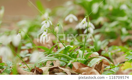 Delicate Snowdrops In Spring Forest. Beautiful White Blooming Galanthus. Blooming Snowdrops In Springtime. 118709574
