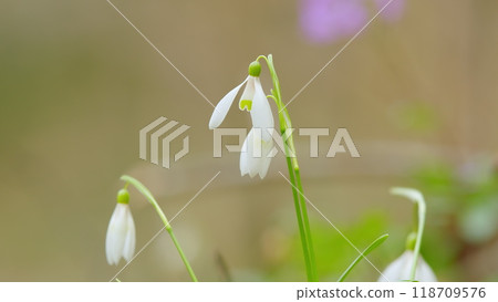 Early Spring. Snowdrop Growing Among Foliage In A Early Springtime Forest. Galanthus Nivalis Snowdrop Or Common Snowdrop. Early Spring. Snowdrop Growing Among Foliage In A Early Springtime Forest. Galanthus Nivalis Snowdrop Or Common Snowdrop. 118709576
