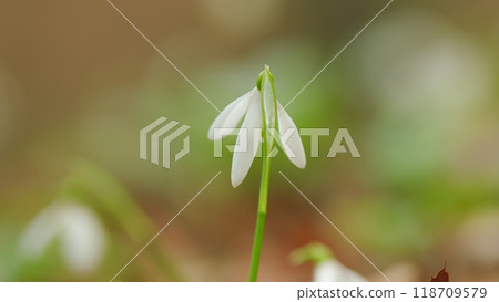 Common Snowdrop Or Galanthus Nivalis In Spring. Little First Spring Flowers. White Snowdrop Flowers. 118709579