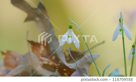 Galanthus Flowers Snowdrops In Garden With Sunlight. Snowdrops Bloom Outdoors In Spring For March 8 Holiday. Galanthus Flowers Snowdrops In Garden With Sunlight. Snowdrops Bloom Outdoors In Spring For March 8 Holiday. 118709588
