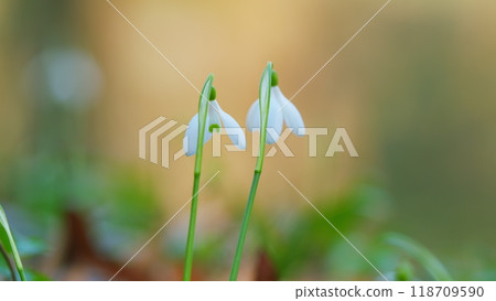 Common Snowdrop Or Galanthus Nivalis In Spring. Little First Spring Flowers. White Snowdrop Flowers. Common Snowdrop Or Galanthus Nivalis In Spring. Little First Spring Flowers. White Snowdrop Flowers. 118709590