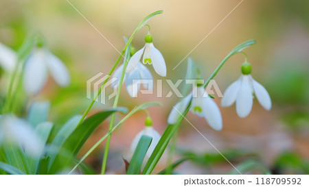 White Snowdrop Flower In Daylight Sunlight. Snowdrops Bloom On Lawn In Garden. White Petals In Bright Springtime Sunshine. White Snowdrop Flower In Daylight Sunlight. Snowdrops Bloom On Lawn In Garden. White Petals In Bright Springtime Sunshine. 118709592