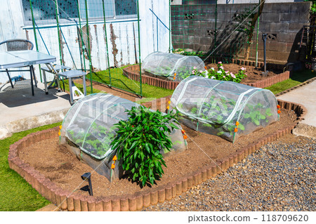 小型家庭花園 118709620