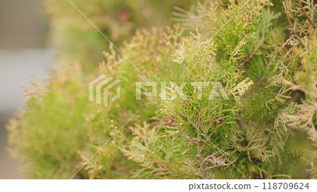Green Arborvitae. Green Autumn Thuja. Vergreen Tree In Garden Decoration. Green Arborvitae. Green Autumn Thuja. Vergreen Tree In Garden Decoration. 118709624