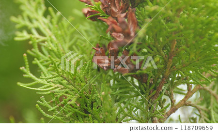 Thuja Is An Evergreen Coniferous Tree. Green Bush Swaying Wind At Decorative Garden. 118709659
