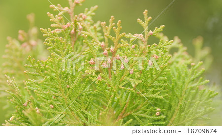Thuja Branches On A Windy Day. Floriculture And Horticulture. Thuja Branches On A Windy Day. Floriculture And Horticulture. 118709674