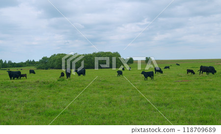 Black cows in meadow. Agribusiness with natural pasture. Black cows in meadow. Agribusiness with natural pasture. 118709689