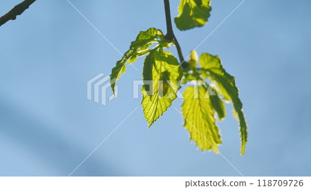 Summer Background With Copy Space. Sunlight Passing Through The Green Foliage Of A Tree. Summer Background With Copy Space. Sunlight Passing Through The Green Foliage Of A Tree. 118709726