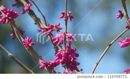 Cercis Canadensis. Judas Tree Cercis Siliquastrum Bodnant Flowering. Is A Small Deciduous Tree. Close up. 118709773
