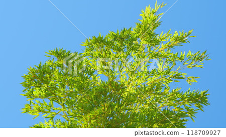 Bamboo Tree Vibrant Green Leaves And A Bright Blue Sky In Background. Bamboo Tree Vibrant Green Leaves And A Bright Blue Sky In Background. 118709927