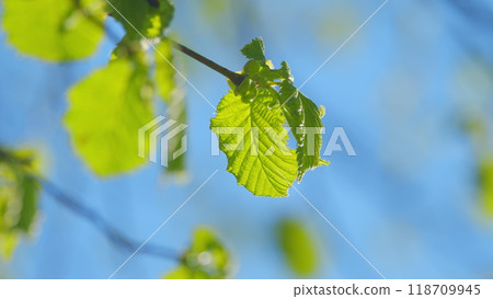 Leaf Tree Background Backlight Sunlight. Fresh Greenery And Beautiful Blue Sky For Spring Background. Leaf Tree Background Backlight Sunlight. Fresh Greenery And Beautiful Blue Sky For Spring Background. 118709945