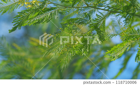 Branches Of Mimosa Flower Or Silver Wattle. Spring Holiday Background. Yellow Mimosa Flowers Background. Still. Branches Of Mimosa Flower Or Silver Wattle. Spring Holiday Background. Yellow Mimosa Flowers Background. Still. 118710006