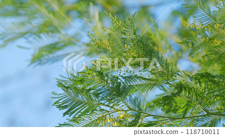 Branch With Yellow Mimosa Flowers Or Acacia Dealbata. Acacia Dealbata Tree With Gold Blossom. Still. Branch With Yellow Mimosa Flowers Or Acacia Dealbata. Acacia Dealbata Tree With Gold Blossom. Still. 118710011