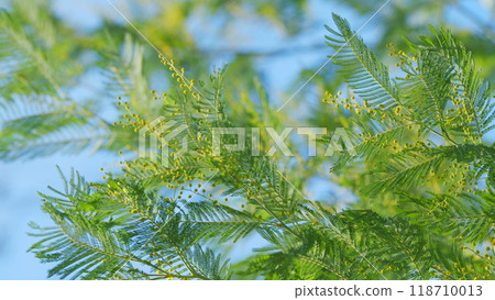 Spring Is Coming. Easter Concept. Beautiful Yellow Mimosa Small Flowers In Spring Botanical Garden. Still. 118710013