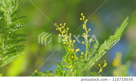 Mimosa Flowers Blooming. Branch Of Spring Mimosa Flowers In Park. Sunny Bokeh Light. Spring Is Coming. Still. 118710039