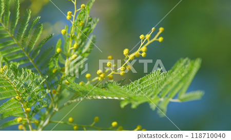 Yellow Mimosa In Sunlight. Yellow Gold Flowering Mimosa Tree. Acacia Dealbata In Bloom. Still. 118710040