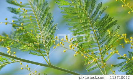 Beautiful Bright Yellow Hairy Mimosa Flowers. Acacia Dealbata With Yellow Flowers In Forest On A Sunny Day. Still. Beautiful Bright Yellow Hairy Mimosa Flowers. Acacia Dealbata With Yellow Flowers In Forest On A Sunny Day. Still. 118710052