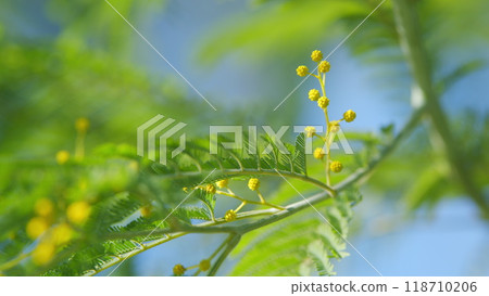 Spring Is Coming. Easter Concept. Beautiful Yellow Mimosa Small Flowers In Spring Botanical Garden. Still. Spring Is Coming. Easter Concept. Beautiful Yellow Mimosa Small Flowers In Spring Botanical Garden. Still. 118710206
