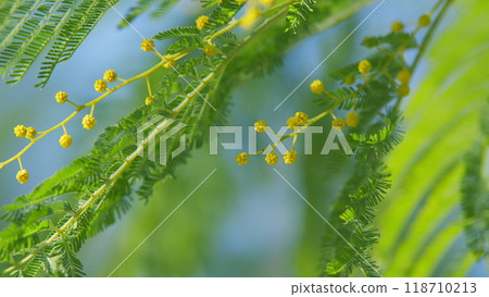 Spring Bunch With Acacia Dealbata. Yellow Mimosa Fluffy Flowers In Sunny Light. Spring Tree. Still. Spring Bunch With Acacia Dealbata. Yellow Mimosa Fluffy Flowers In Sunny Light. Spring Tree. Still. 118710213