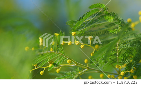 International Womens Day On March 8. Yellow Mimosa Flowers Or Acacia Dealbata Blooming. Still. 118710222