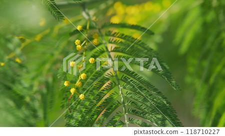 Mimosa Branches In Bloom. Branches Of Mimosa Flower Symbol Of Early Springtime In February. Still. Mimosa Branches In Bloom. Branches Of Mimosa Flower Symbol Of Early Springtime In February. Still. 118710227