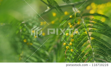 Spring Is Coming. Acacia With Yellow Flowers Or Mimosa Tree. Womens Day And Easter Greeting Background. Nature Background. Still. 118710228